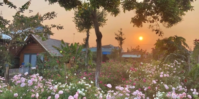 Vườn hoa hồng bên ngôi nhà gỗ đẹp muốn xỉu của cặp vợ chồng