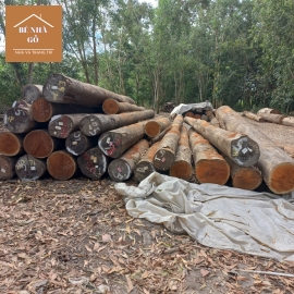 Các Loại Gỗ Thích Hợp Để Xây Dựng Nhà Gỗ Đẹp
