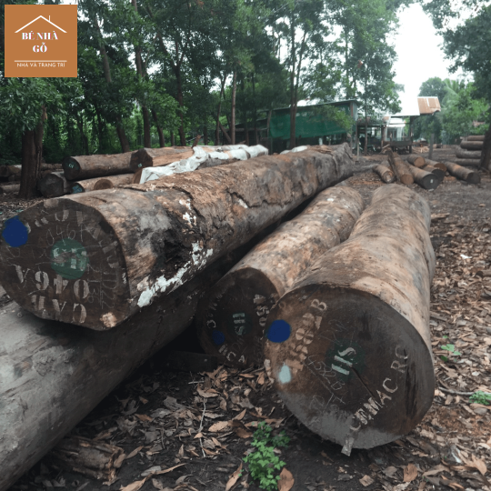 Cơ sở chuyên bán gỗ thi công nhà gỗ chất lượng, bền chắc